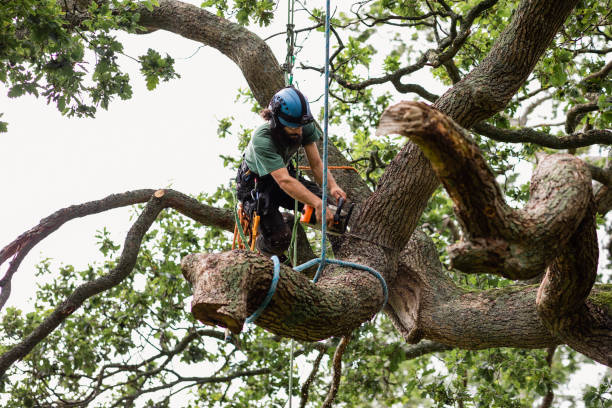 Best Emergency Tree Removal  in Berkeley, MO